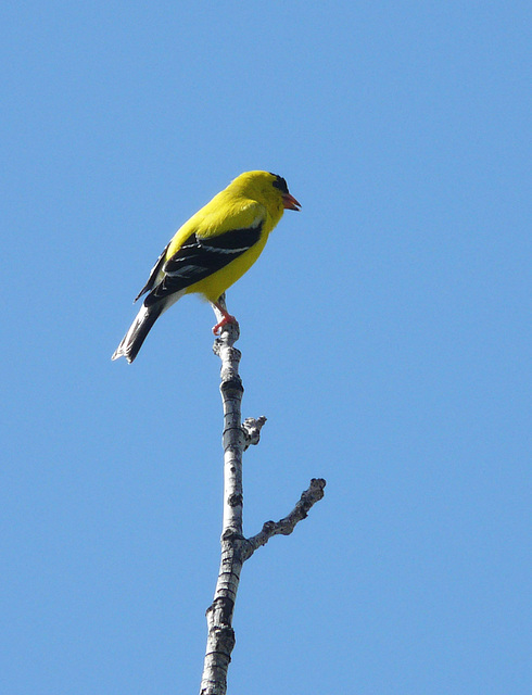 American Goldfinch