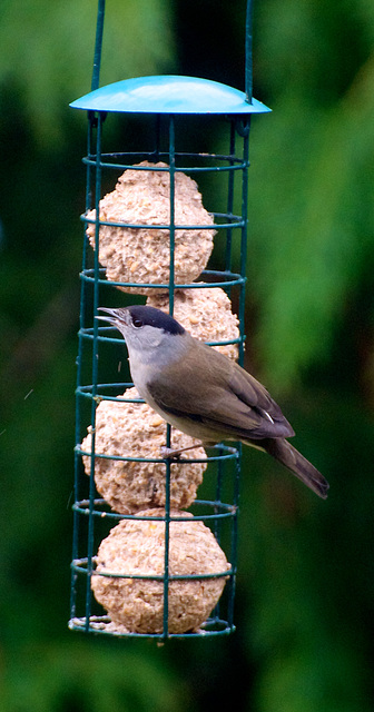 Blackcap..................in my garden