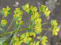 The dreaded Leafy Spurge