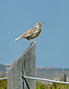 Western Meadowlark