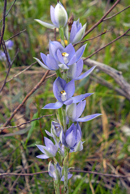 thelymitra nuda