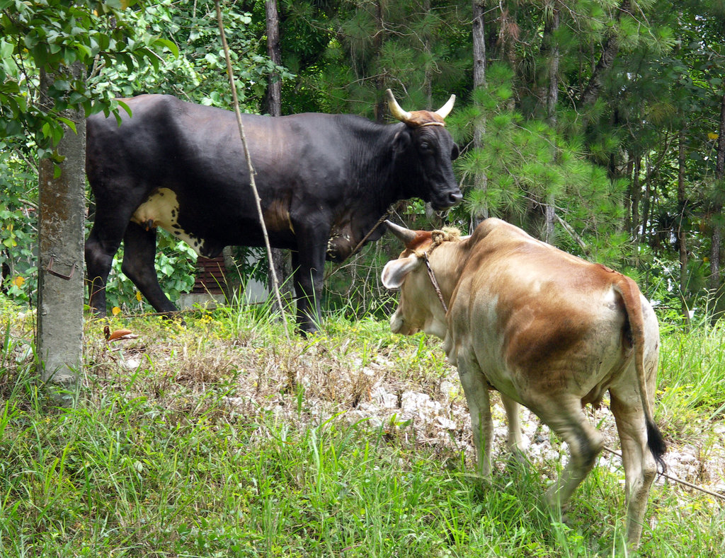 Mrs Cow and Miss Cow