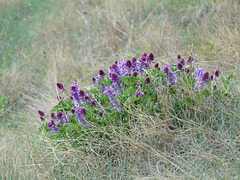 Two-grooved milkvetch