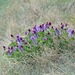 Two-grooved milkvetch