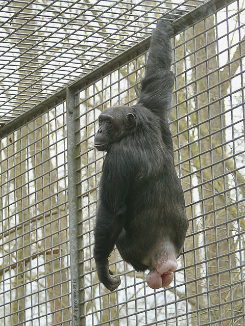 Schimpansin (Tierpark Schwaigern)