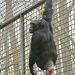 Schimpansin (Tierpark Schwaigern)