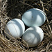 Northern Harrier nest