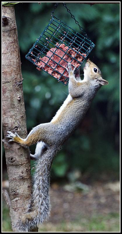 Squirrel raiding bird feeder