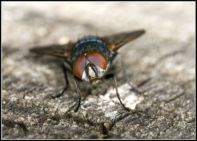 Greenbottle