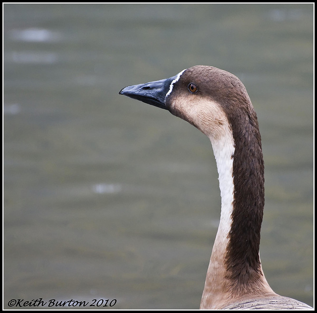 Goose