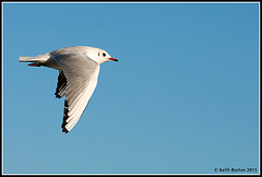 Seagull at Langstone Harbour