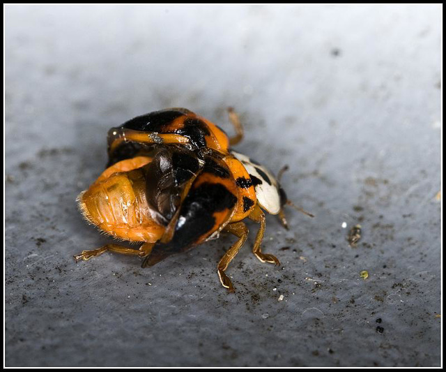 Ladybird shedding skin