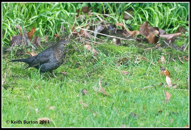 Blackbird...............in my garden