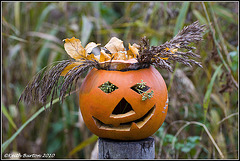 Autumn pumpkin