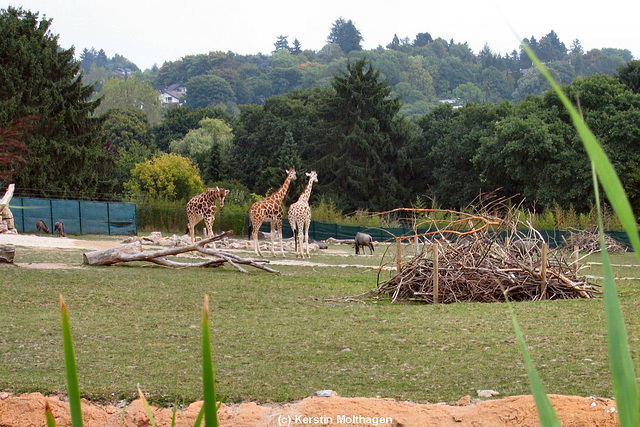 Afrikasavanne (Opel-Zoo)