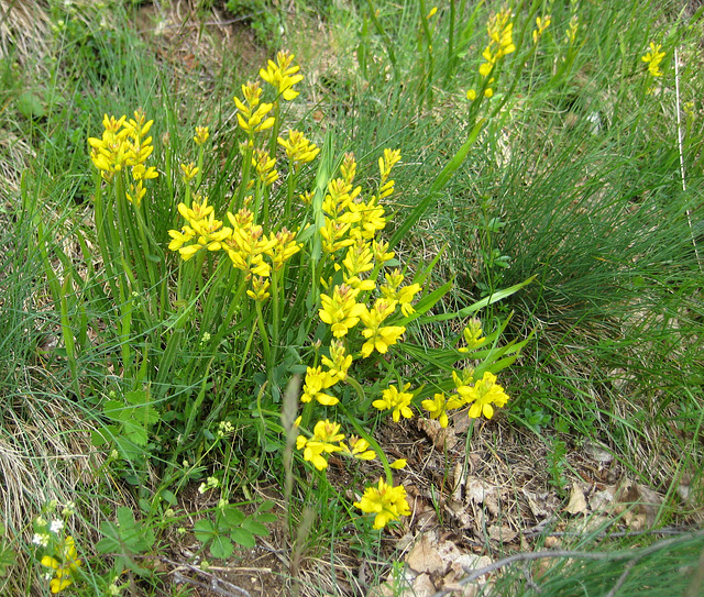 Flügelginster (Ramsele) [Chamaespartium sagittale, Syn.: Genista sagittalis L.]