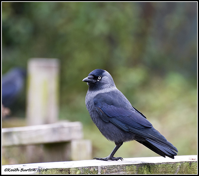 Jackdaw