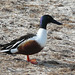 Northern Shoveler