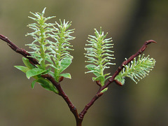 Bebb's Willow