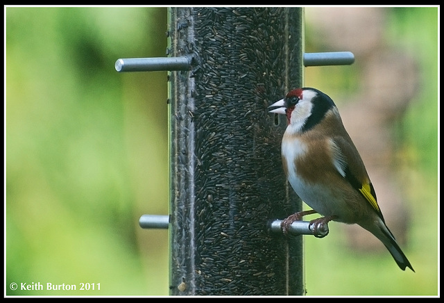 Goldfinch............in my garden