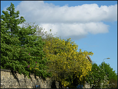 trees on the old infirmary wall