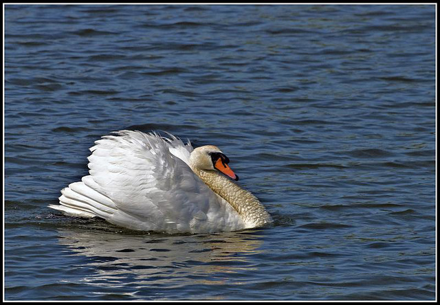 Swan on Emsworth Mill Pond