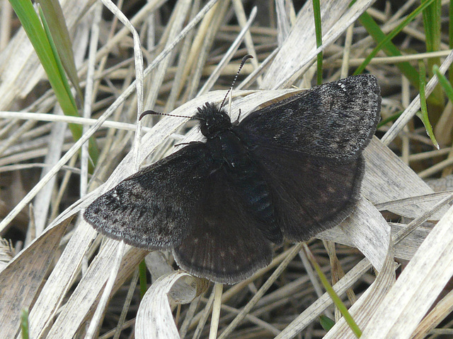 Dusky Wing Skipper