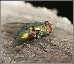 Greenbottle