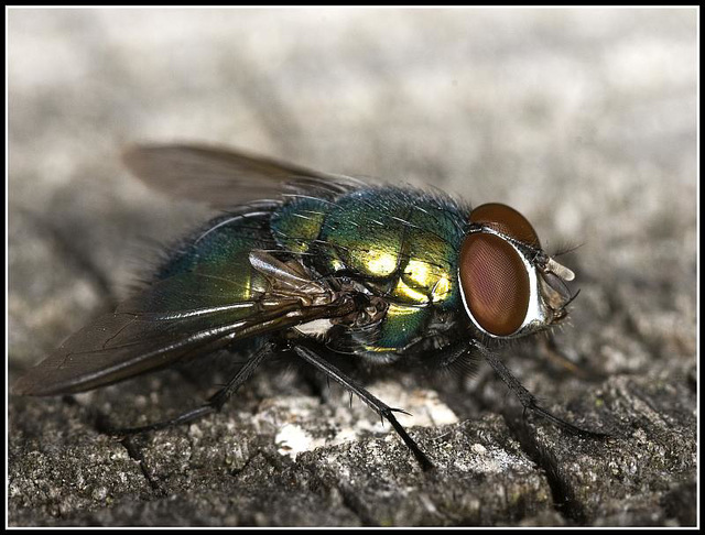 Greenbottle