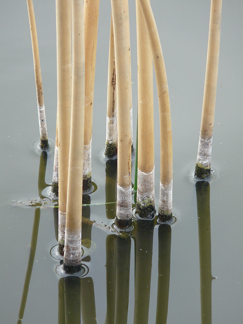 Rings around the rushes