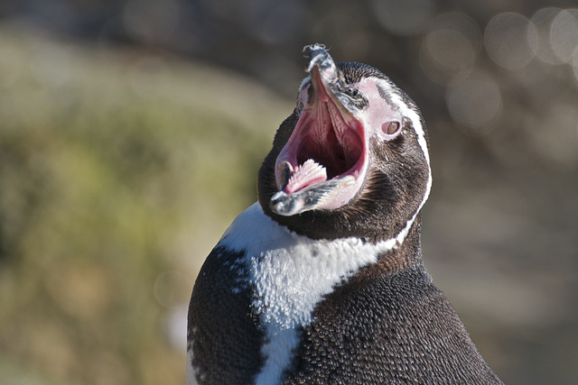 Feed me, feed me now!!