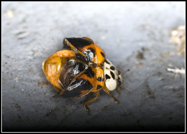 Ladybird shedding skin