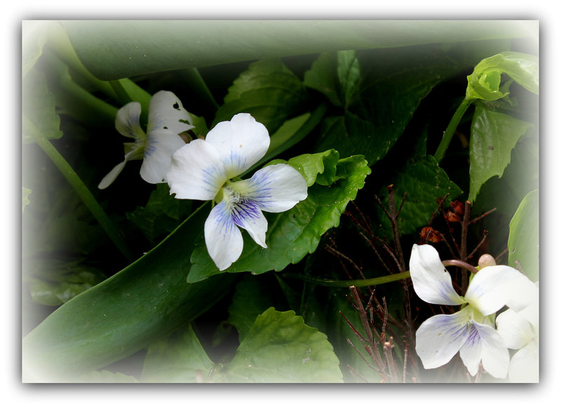 Viola