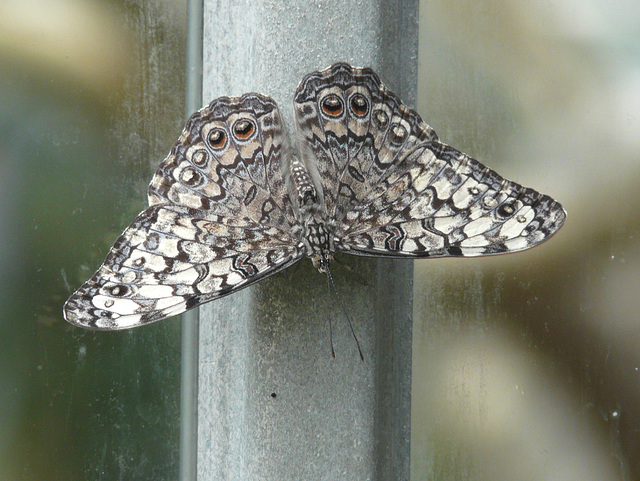 Cracker butterfly