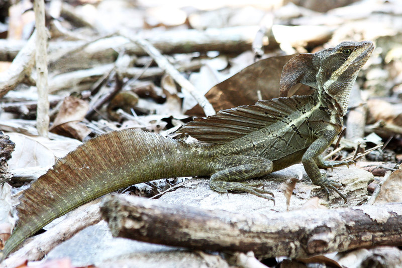 Brown basilisk