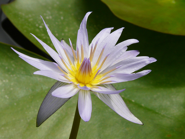 Jewel of the lily pond