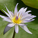 Jewel of the lily pond