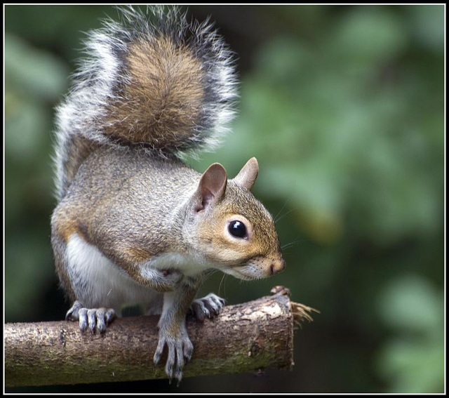 Squrrel in the garden