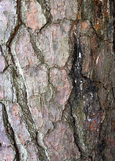 Bark heart