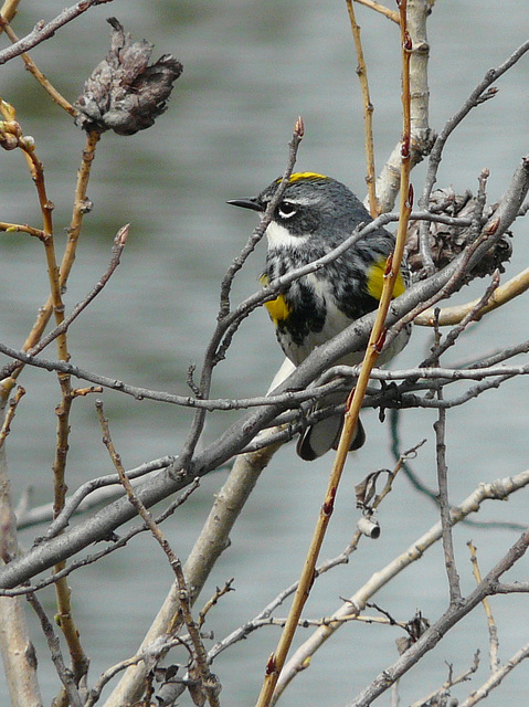 Yellow-rumped Warbler