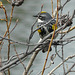 Yellow-rumped Warbler