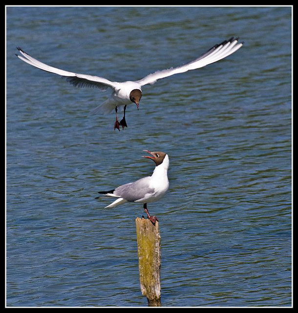 Black Headed Gulls