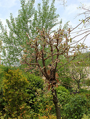 35-Quercus sp 2