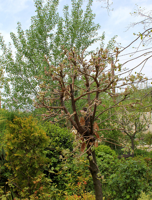 35-Quercus sp 2