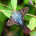 Long Tailed Skipper