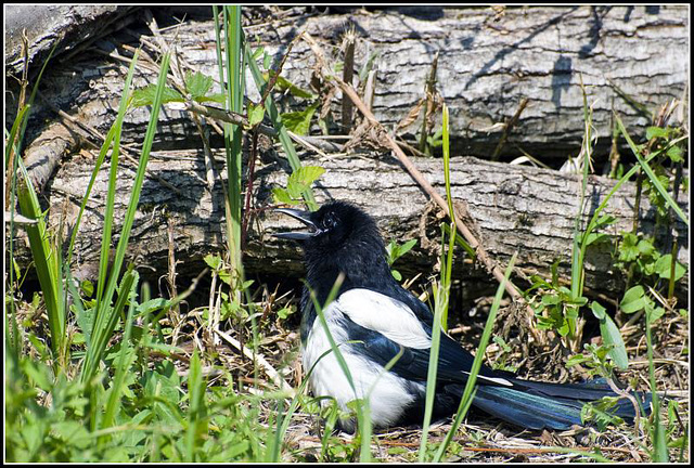 Juvenile Magpie