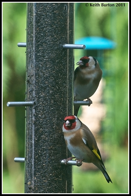 Goldfinch............in my garden