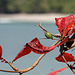 Red leaf, blue Pacific