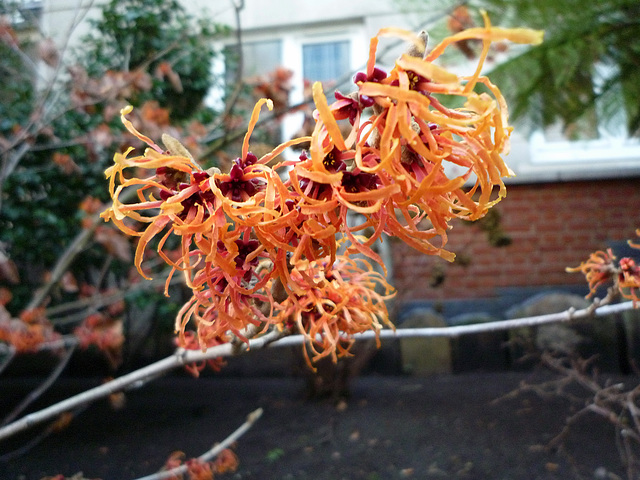 Witch Hazel