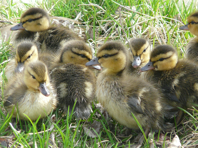 My first Mallard ducklings of 2008